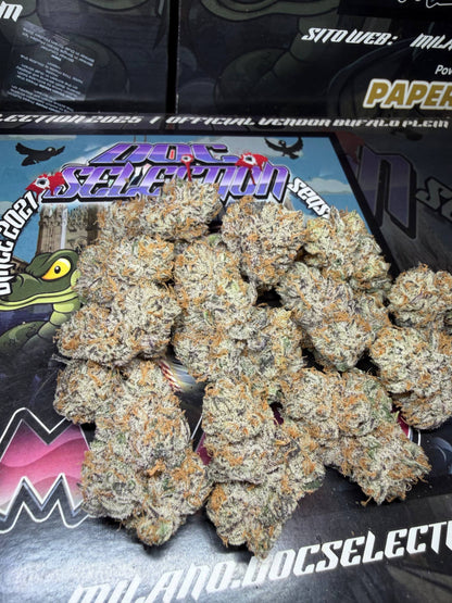 Cali Doc Grow ITA - MAMI MIAMI